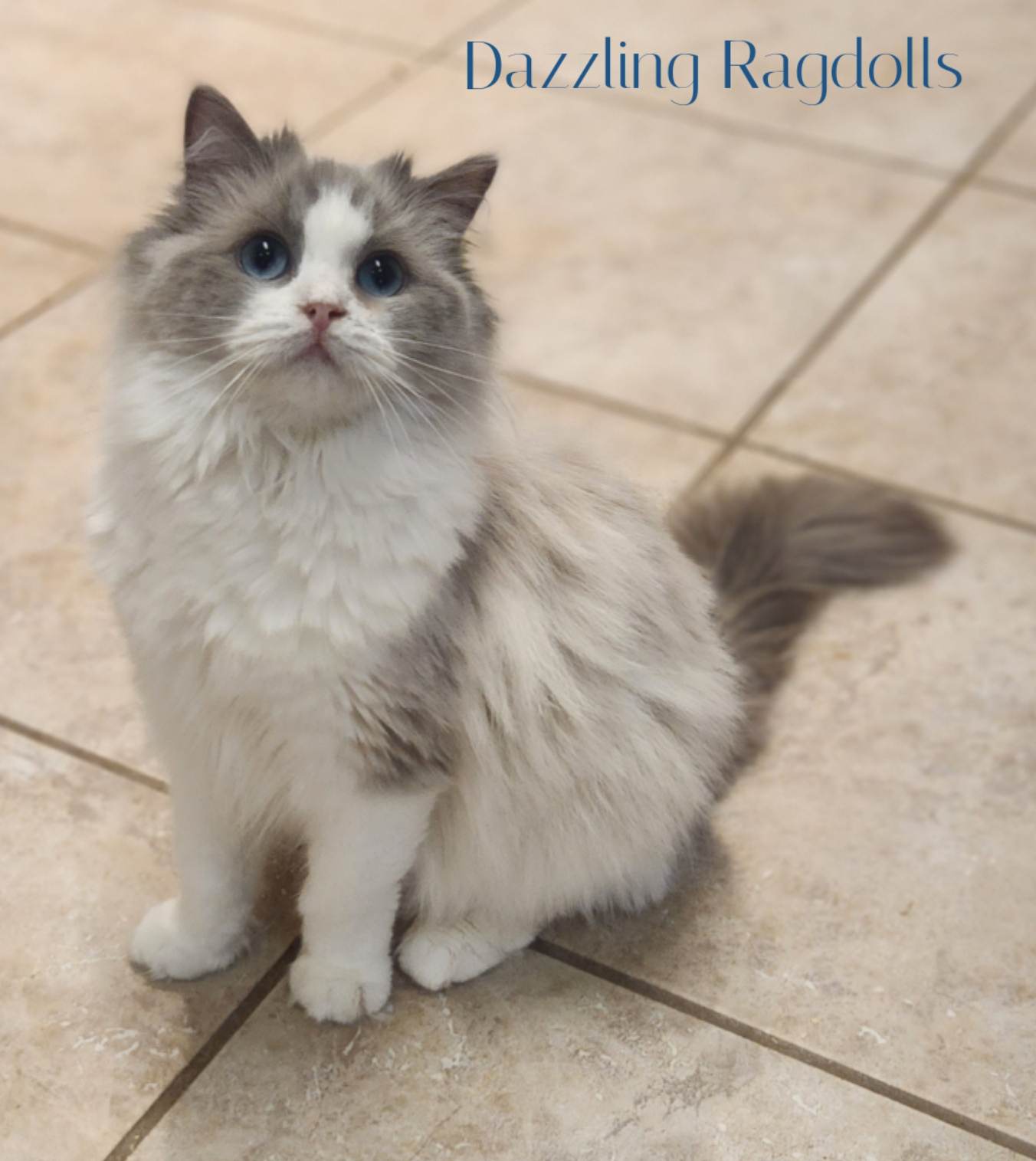 Blue Mink Bicolor Ragdoll